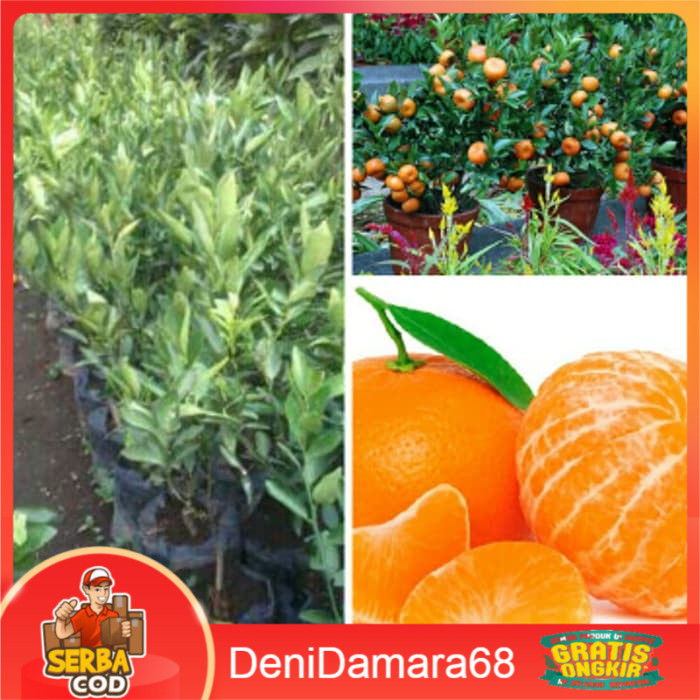 bibit jeruk mandarin