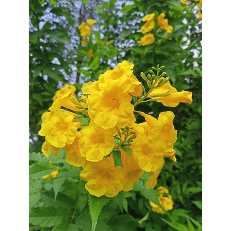 Tanaman hias bunga stecom kuning / bunga terompet