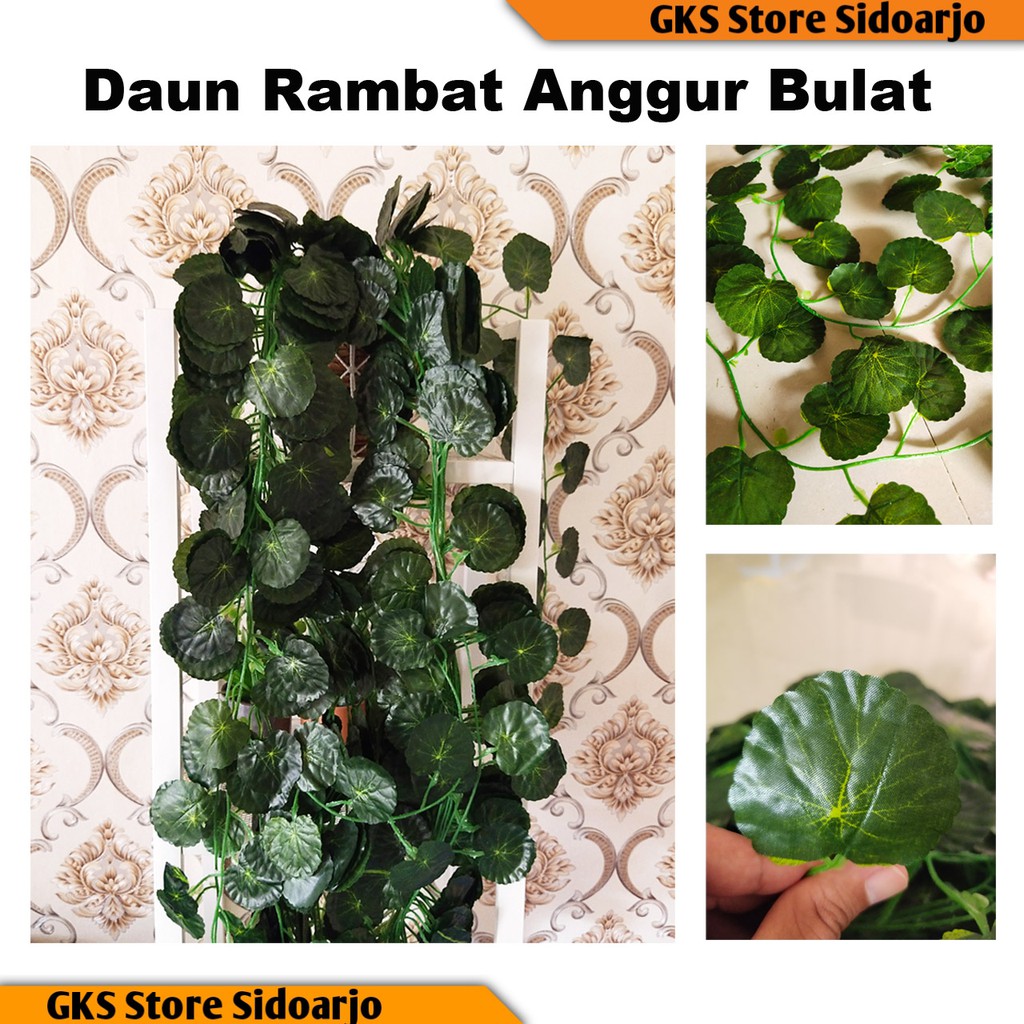 Daun Rambat Hight Quaity Import