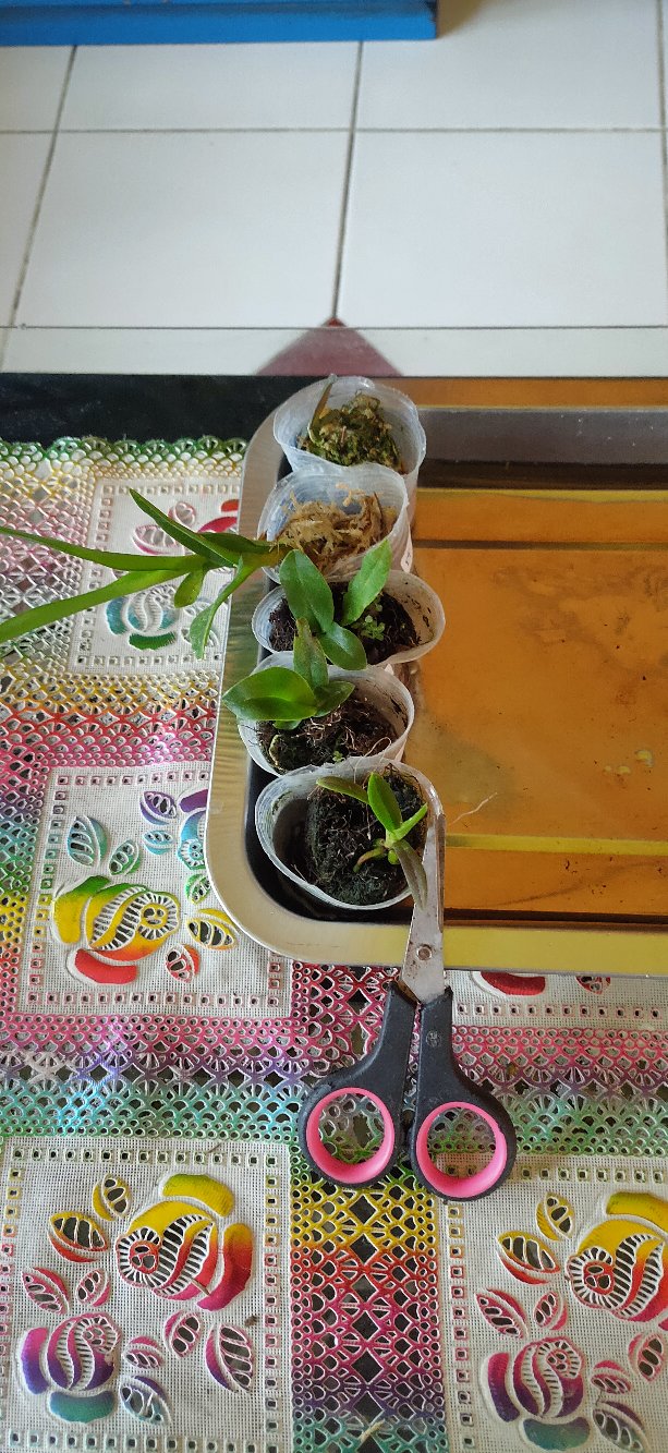 Anggrek Dendrobium Seedling Hybrid Thailand