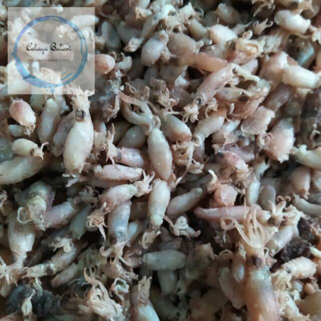 

Baby cumi bangetz size 0.5-2 cm.250 gr