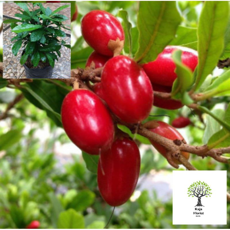

Miracle Fruit