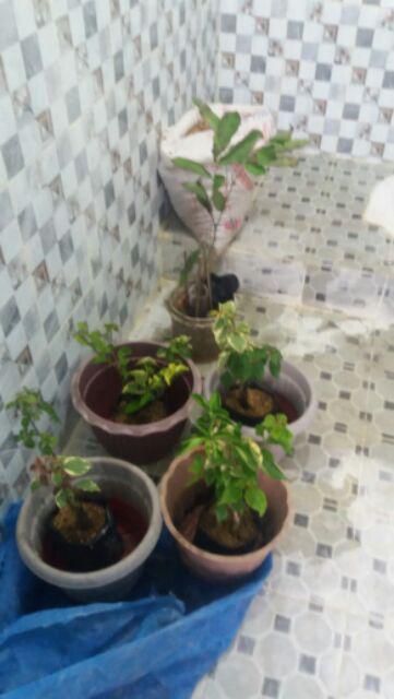 Bibit Tanaman Rambutan Gading Kuning