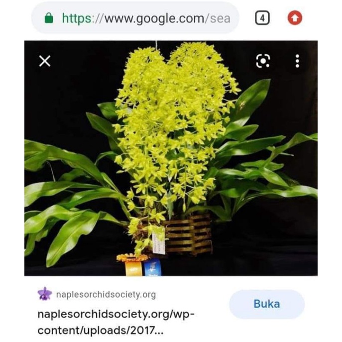 ANGGREK GRAMMATOPHYLLUM CITRINUM DEWASA MURAH SEHAT
