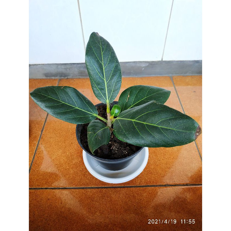 FICUS AUDREY , ficus benghalensis audrey, beringin india, tanaman import, tanaman langka