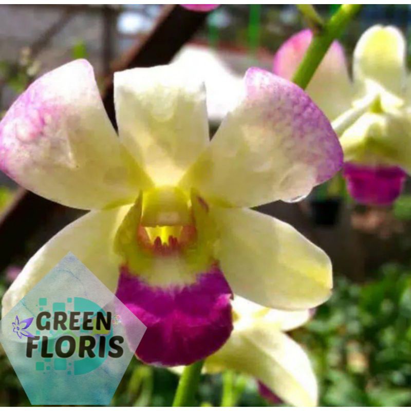 Pohon Bunga Anggrek Dendrobium Paramot Dewasa Sudah Spike