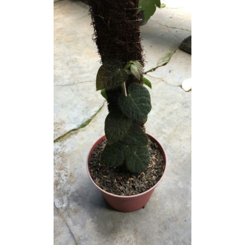 Tanaman hias - Black Ficus Villosa