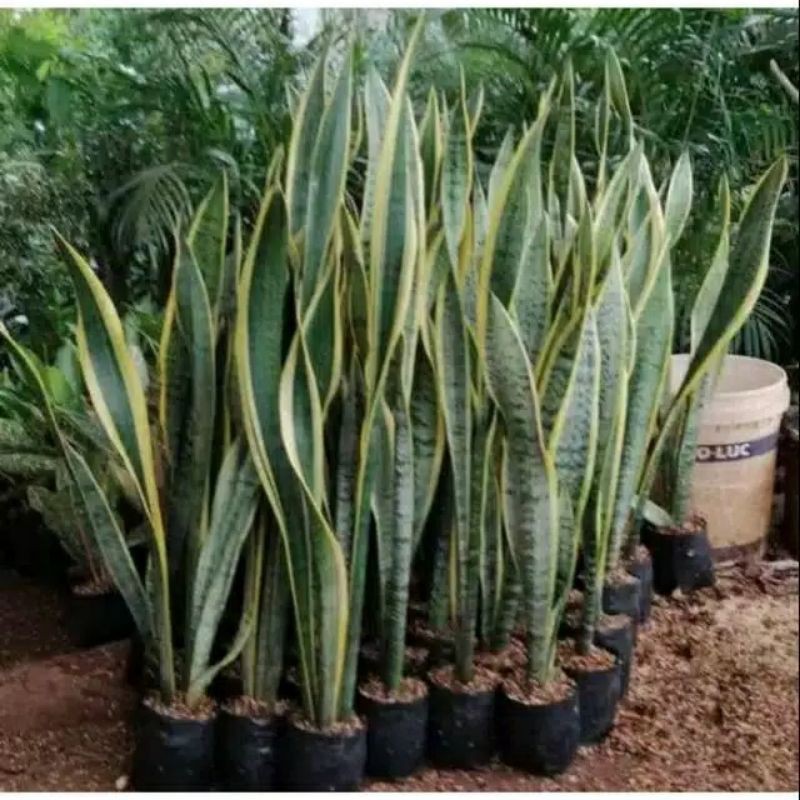 Sansivera lidah mertua tinggi 1 meter