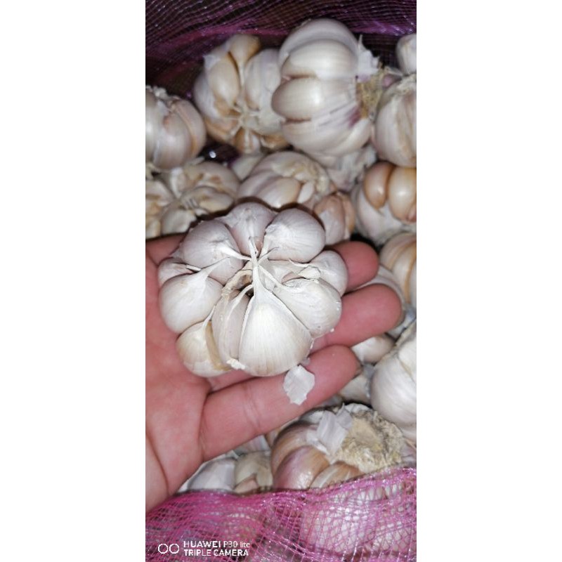 

Bawang Putih Honan 1 Kg