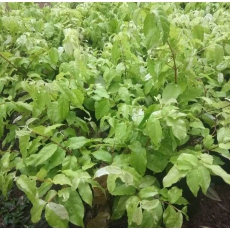 tanaman hias anting putri - bibit bonsai anting putri - pohon anting putri