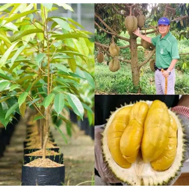 Bibit durian montong okulasi siap berbuah.