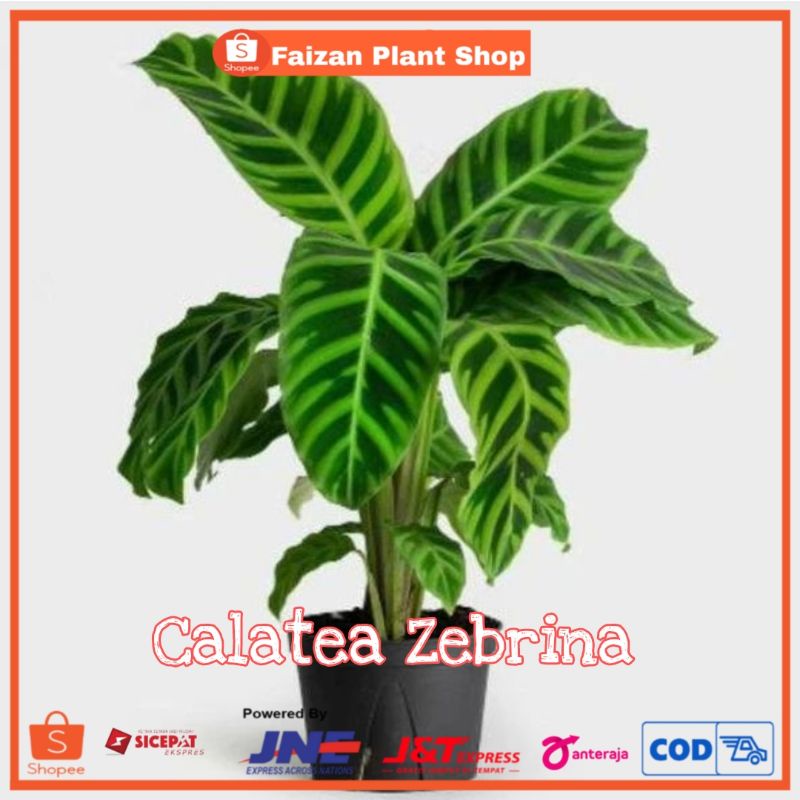 tanaman hias calatea zebrina | tanaman calatea