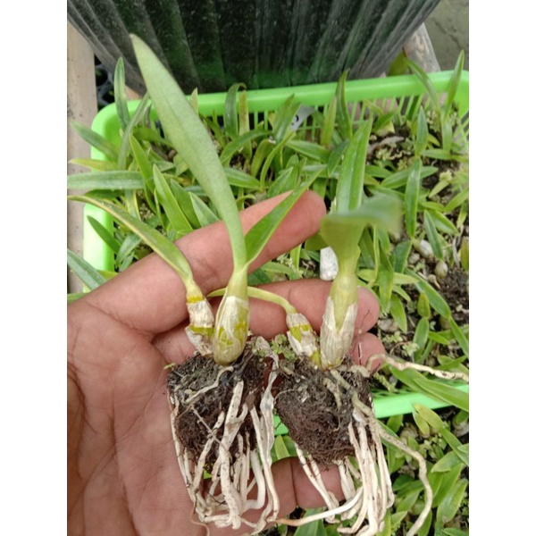 sedling Enobi purple x johanis