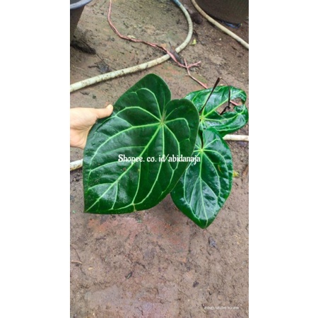 Kuping gajah magnificum mangkok