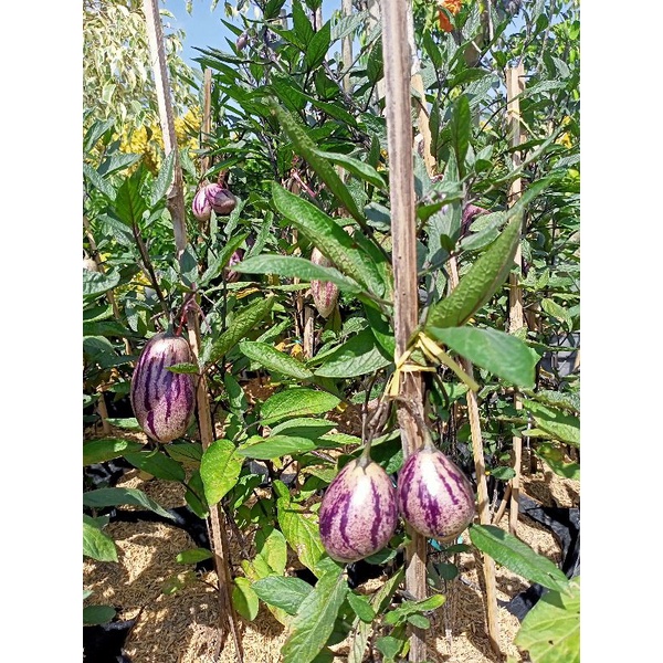 Tanaman Bibit Buah Pepino sudah berbuah