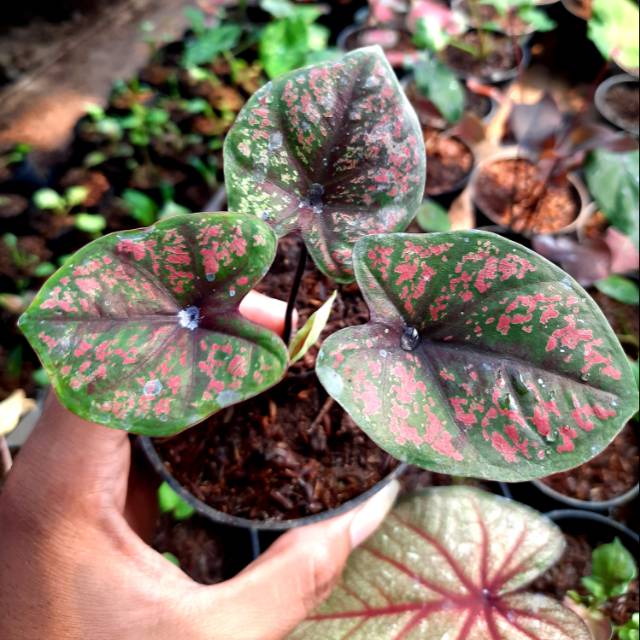 Tanaman Hias Caladium Keladi Hias Green Luck Shopee Indonesia