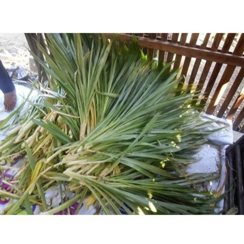 Bibit Rumput Odot Kolonjono Rumput Gajah 1 KG