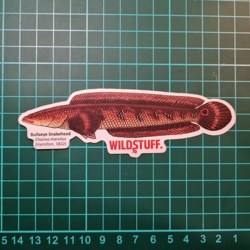 STICKER CHANNA MARULIUS BULLEYE SNAKEHEAD
