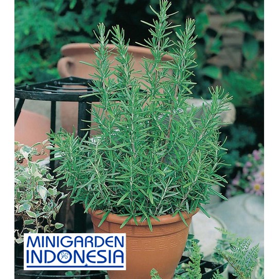 Benih Herbal Rosemary ECERAN 2 BIJI F1 bibit tanaman obat sayur sayuran herb