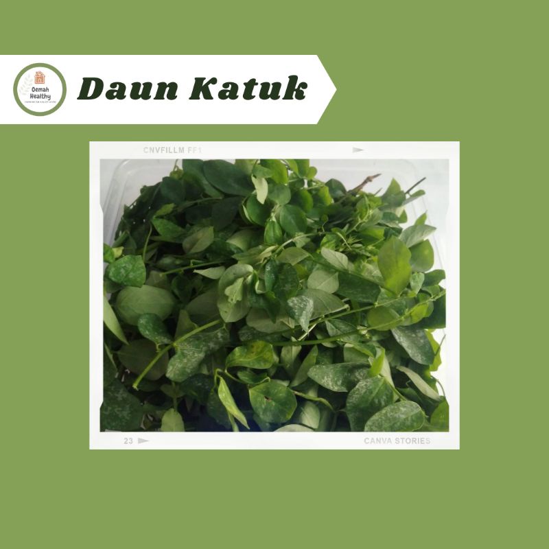 

Daun Katuk Segar