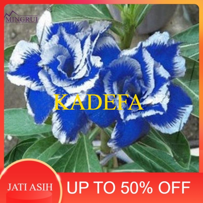 Adenium bunga tumpuk Obesum Biru  dengan Sisi Putih Tanaman Mawar Gurun