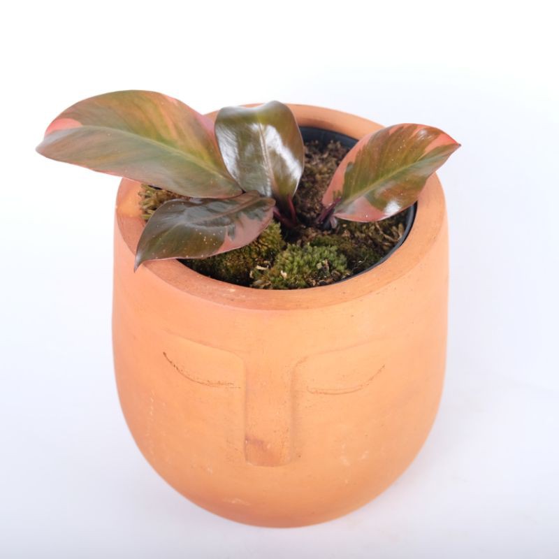 PHILODENDRON BLACK CARDINAL VARIEGATA