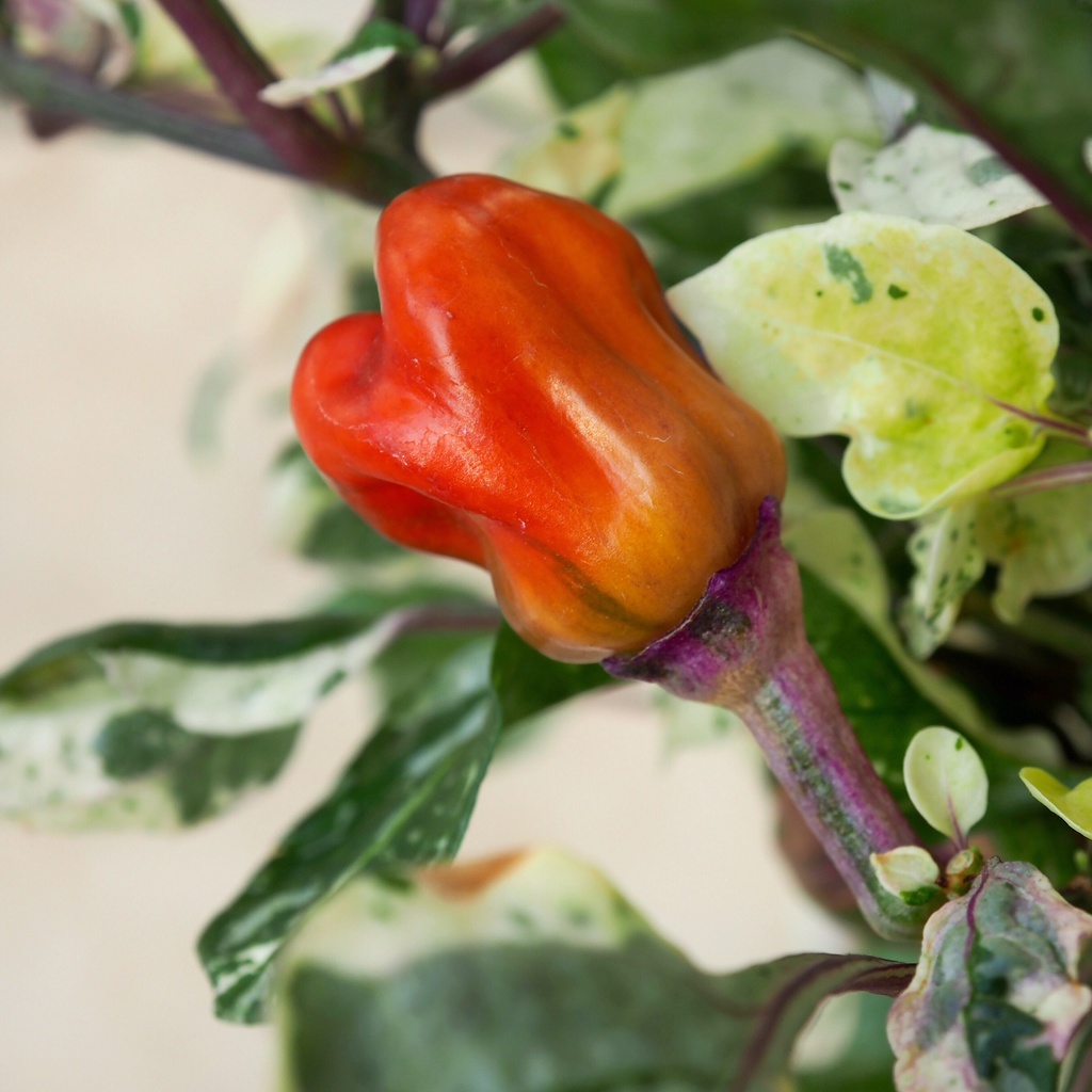 Benih Bibit Biji - Cabai Scarlett's Variegata Cabe Varigata Pepper Seeds