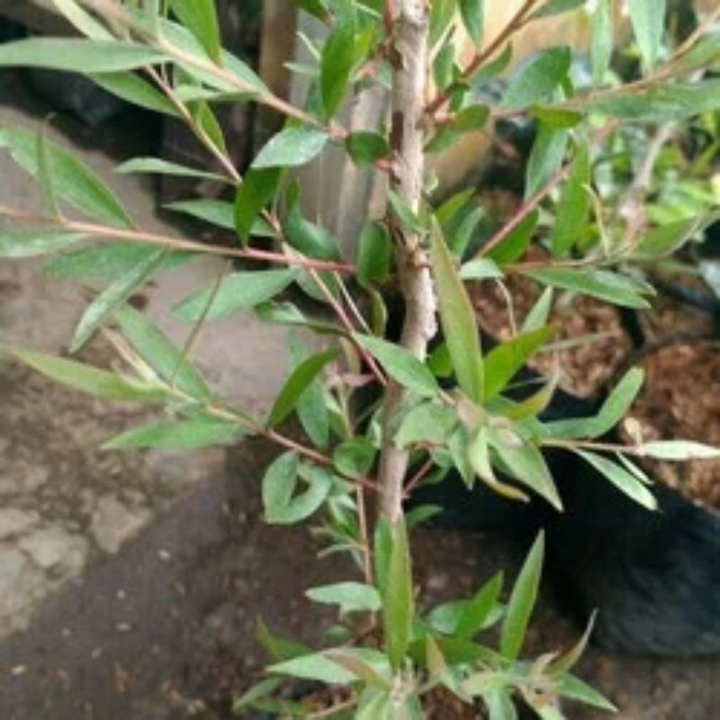 BIBIT BUNGA MINYAK KAYU PUTIH