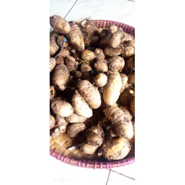 

talas satoimo siap konsumsi