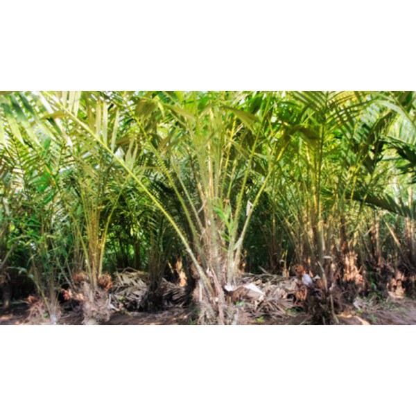 

Daun Salak Segar 400 gram