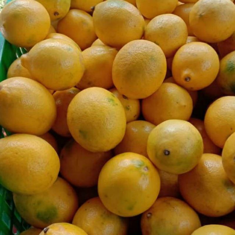 

Lemon California Super Premium Fresh Lemon Segar Kualitas Supermarket Buah Jeruk Peras Sayuran