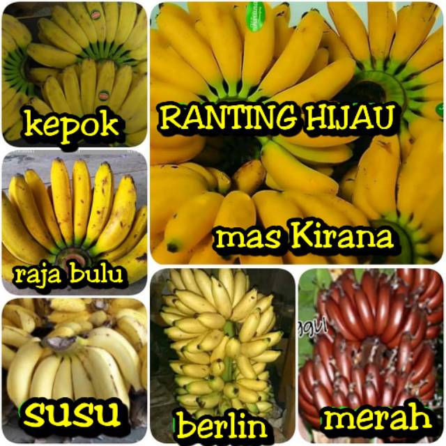 Jenis pisang