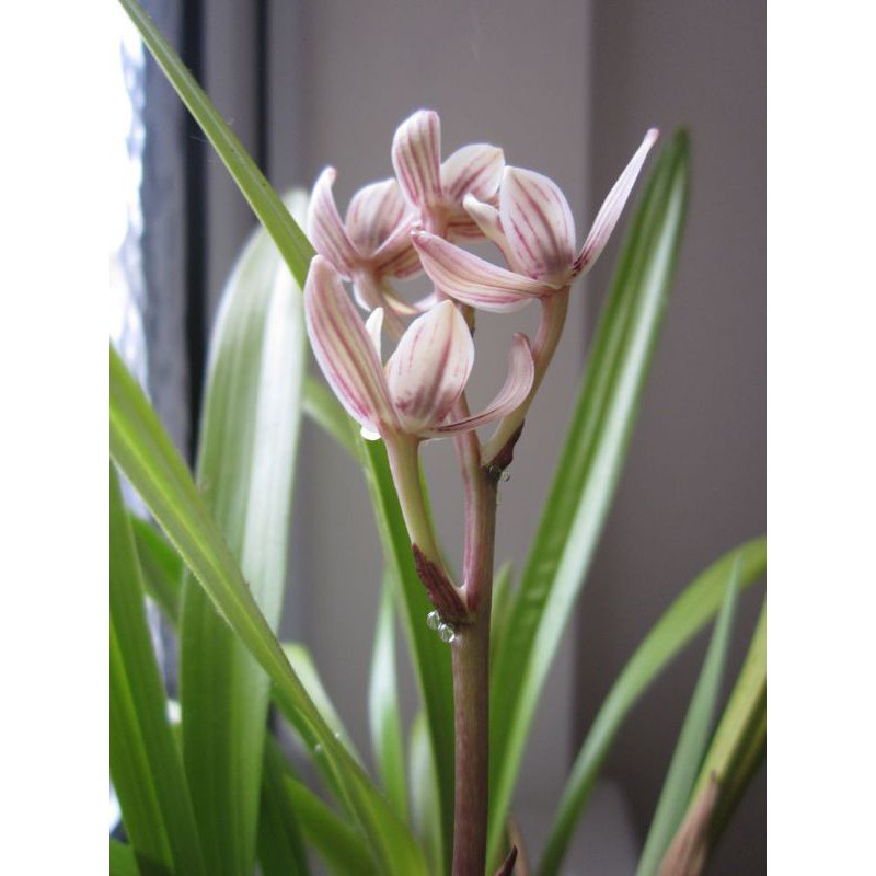 Anggrek cymbidium pink muda anggrek tanah -tanaman hias hidup-bunga hias hidup-tanaman hidup-bunga h