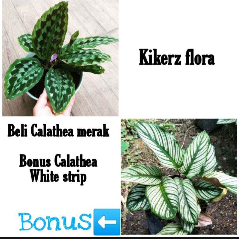 Tanaman hias calathea merak BONUS calathea white stripe