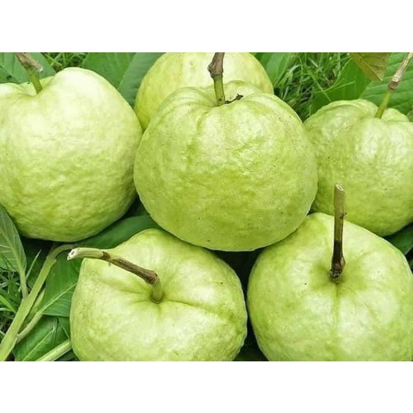 

JAMBU KRISTAL 1KG [COD] FRESH PETIK KEBUN HIGH QUALITY