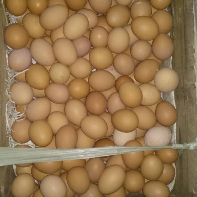 

Telur ayam berprotein tinggi