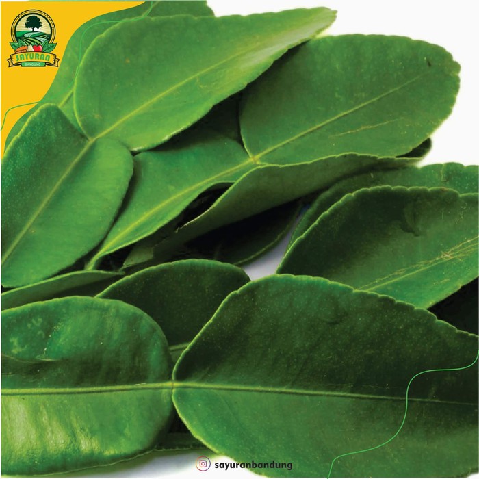 

Order Langsung Daun Jeruk /bungkus terbaik