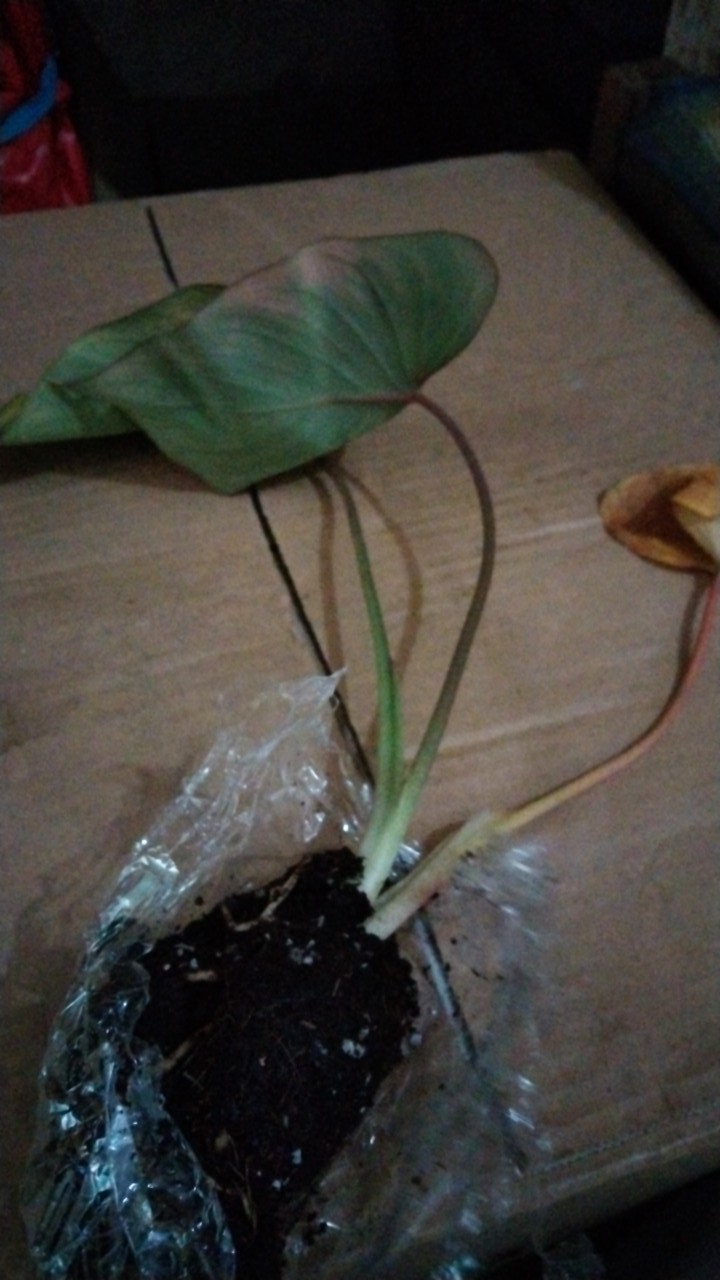 Tanaman Hias Alocasia Homalomena Rubescens