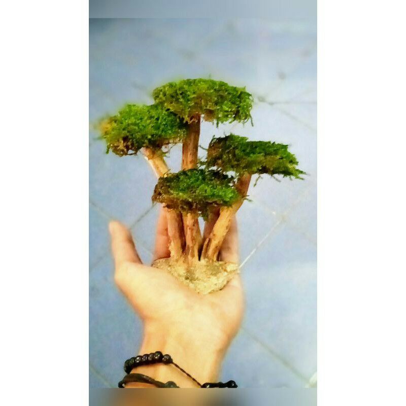 

bonsai jamur