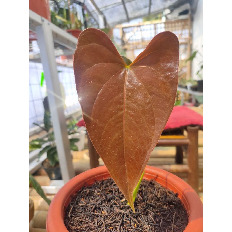 Anthurium Modeanum