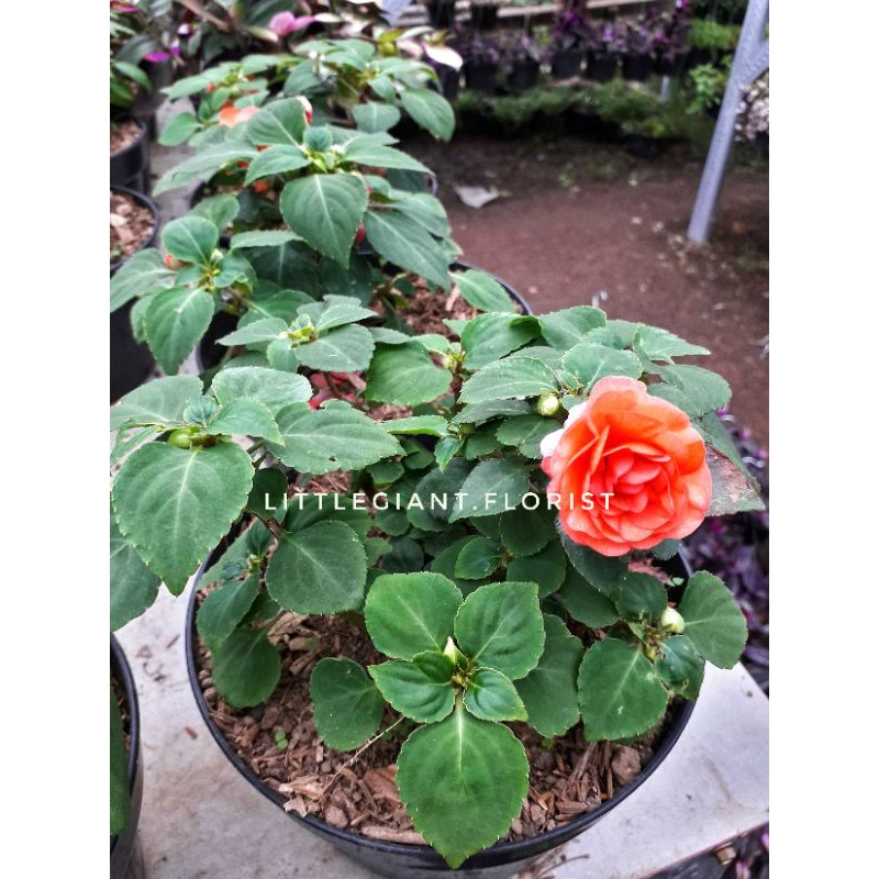 Tanaman Hias Pacar Air Tumpuk/ Pacar Air Mawar