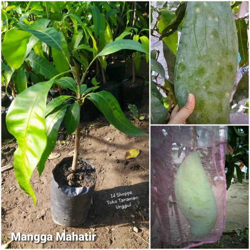 Bibit Mangga Mahatir Super Jumbo