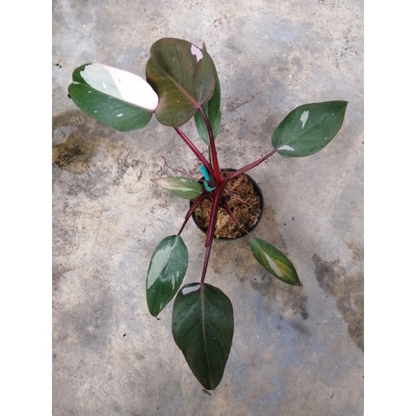 philodendron pink princess
