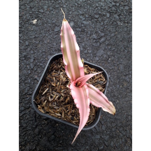 bromelia trikaler