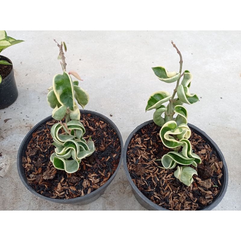 hoya compacta variegata tanaman KAKTUS SUKULEN TANAMAN HIAS