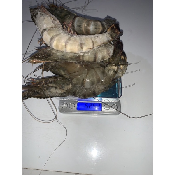 

udang pancet ak 20-22