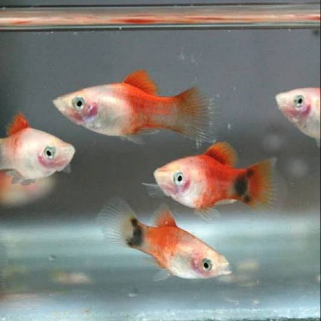 Platy Mickey Mouse / Carolina