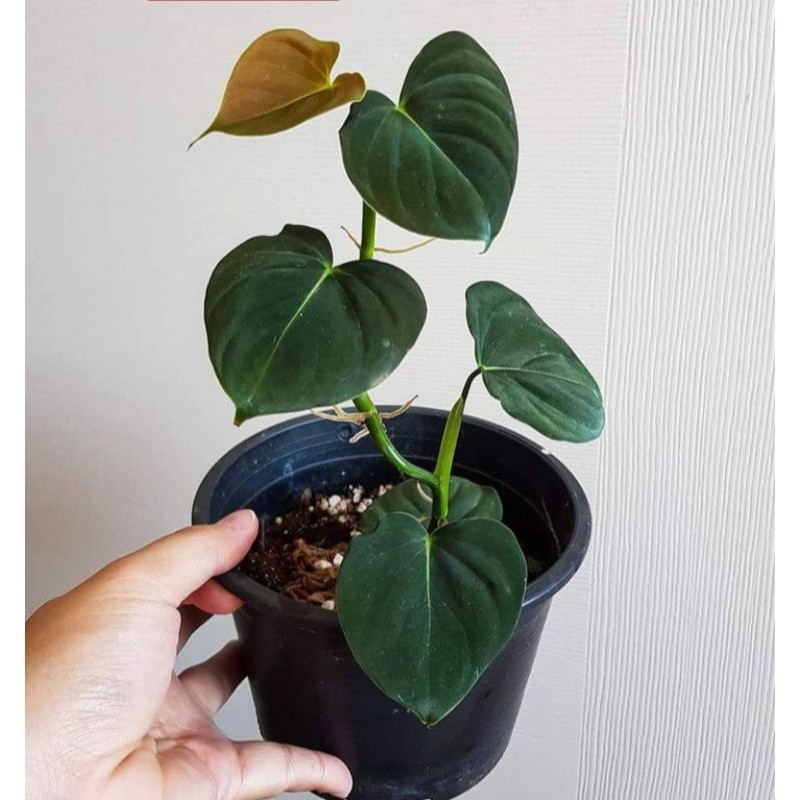 philodendron lupinum - tanaman - philodendron