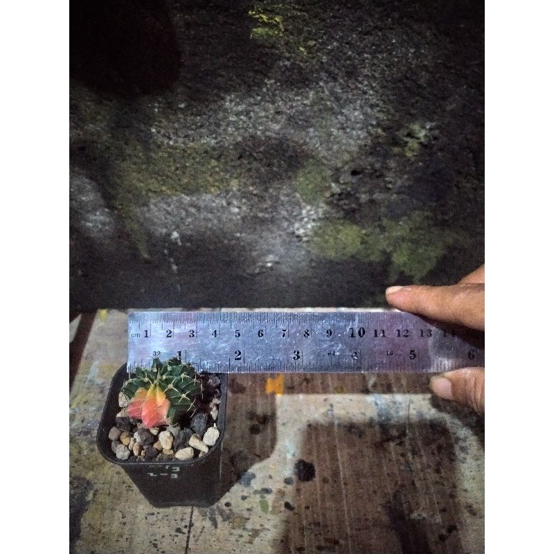 Cactus LB Hybrid Varigated on 5 cm POT