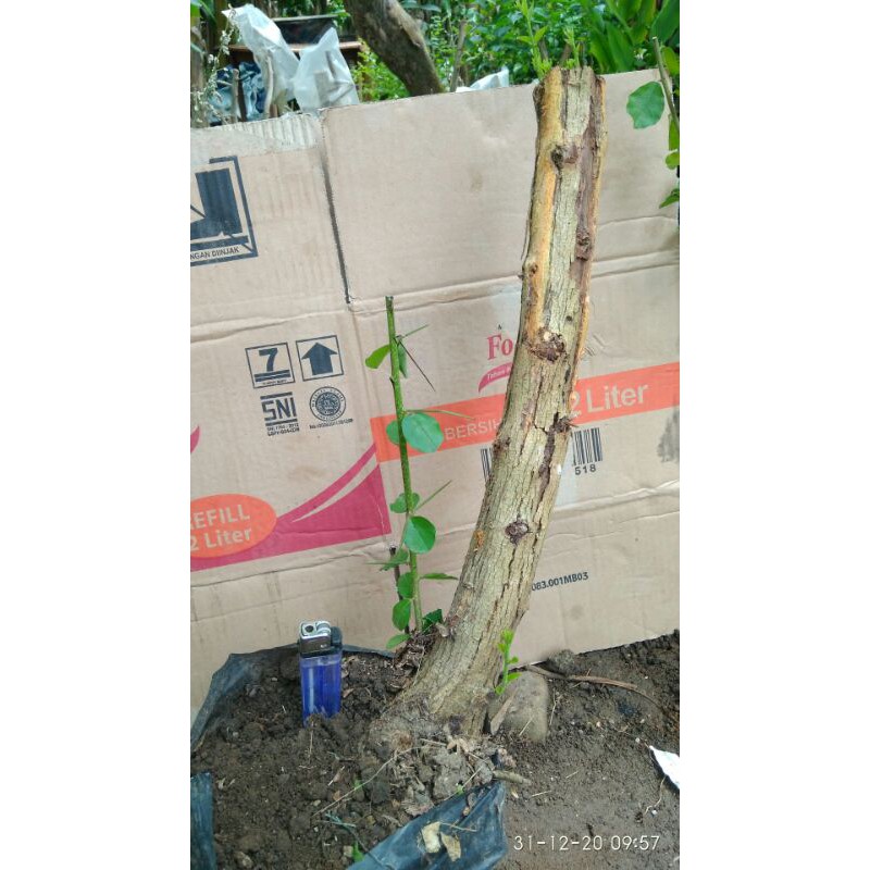 Dongkelan Bahan Bonsai Pohon Sisir Shopee Indonesia